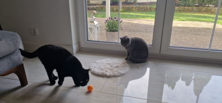 Liebevolle BKH katze