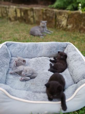 Liebevolle BKH katze