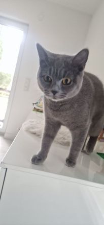 Liebevolle BKH katze