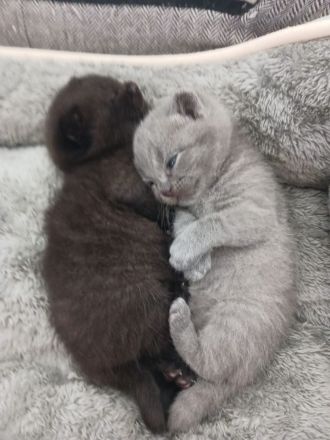 Liebevolle BKH katze