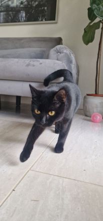 Liebevolle BKH katze