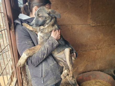 Clara, aufgeschlossene, freundliche Junghündin, ca. 6 Monate, 41 cm (wachsend)