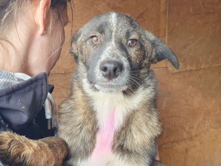 Clara, aufgeschlossene, freundliche Junghündin, ca. 6 Monate, 41 cm (wachsend)