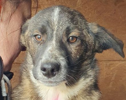 Clara, aufgeschlossene, freundliche Junghündin, ca. 6 Monate, 41 cm (wachsend)