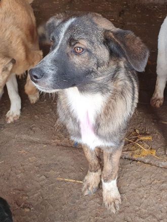 Clara, aufgeschlossene, freundliche Junghündin, ca. 6 Monate, 41 cm (wachsend)