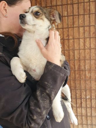 Olli, kleiner Junghund mit einer sehr angenehmen und ruhigen Art, ca. 6 Monate, 36 cm (wachsend)