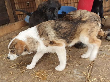 Olli, kleiner Junghund mit einer sehr angenehmen und ruhigen Art, ca. 6 Monate, 36 cm (wachsend)