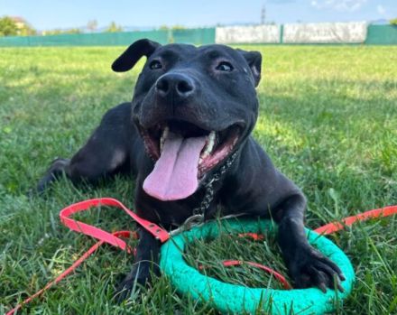 Tuva sucht ein Zuhause außerhalb Deutsch