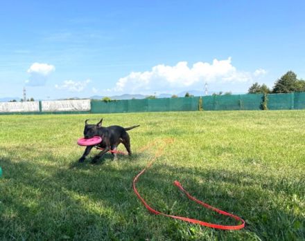 Tuva sucht ein Zuhause außerhalb Deutsch