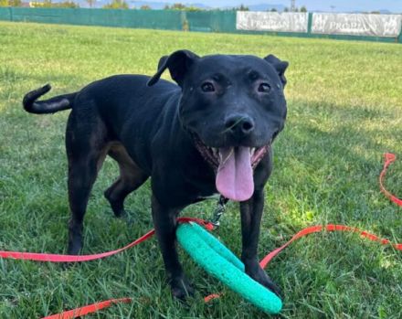 Tuva sucht ein Zuhause außerhalb Deutsch