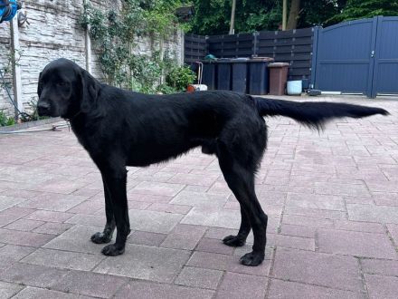 Obelix, ein Traumhund zum Verlieben! 3J , 62 cm