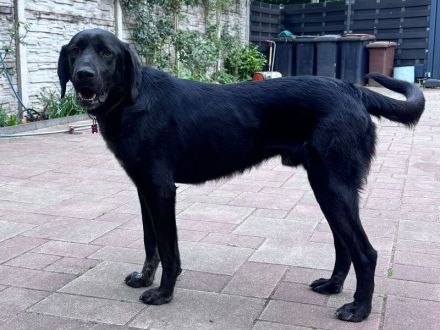 Obelix, ein Traumhund zum Verlieben! 3J , 62 cm