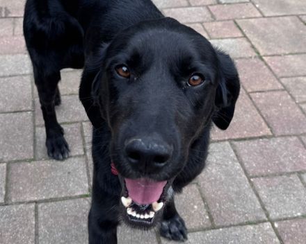 Obelix, ein Traumhund zum Verlieben! 3J , 62 cm