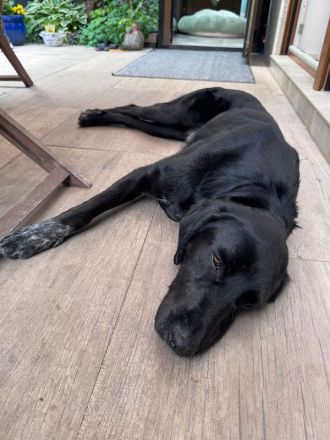 Obelix, ein Traumhund zum Verlieben! 3J , 62 cm
