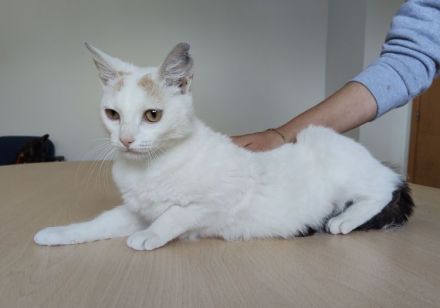 Die süße Hada wartet auf ein Für-Immer-Zuhause