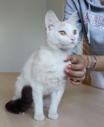 Die süße Hada wartet auf ein Für-Immer-Zuhause