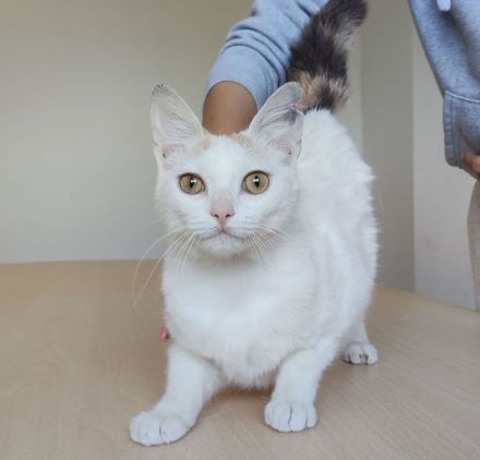 Die süße Hada wartet auf ein Für-Immer-Zuhause