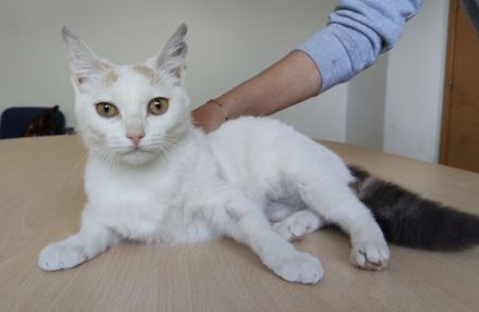 Die süße Hada wartet auf ein Für-Immer-Zuhause