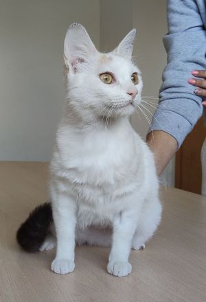 Die süße Hada wartet auf ein Für-Immer-Zuhause