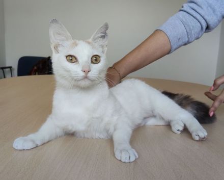 Die süße Hada wartet auf ein Für-Immer-Zuhause