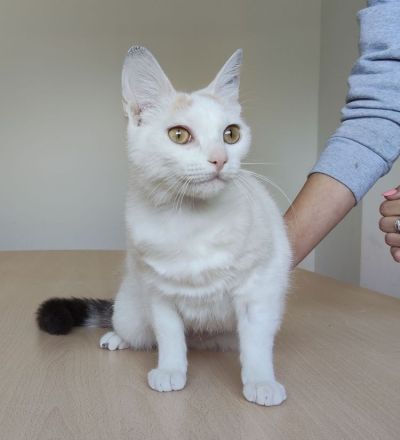 Die süße Hada wartet auf ein Für-Immer-Zuhause