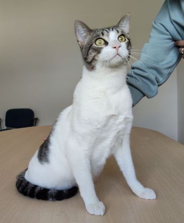 Raúl wartet auf ein liebevolles Für-Immer-Zuhause