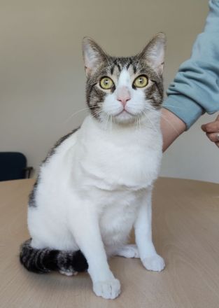 Raúl wartet auf ein liebevolles Für-Immer-Zuhause