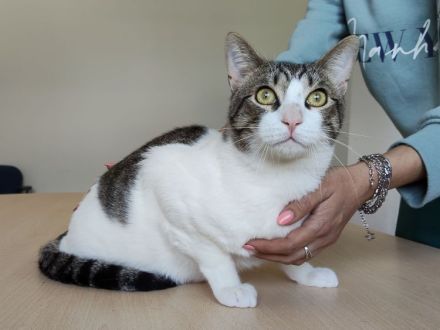 Raúl wartet auf ein liebevolles Für-Immer-Zuhause