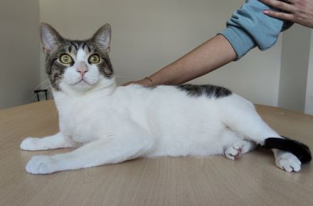 Raúl wartet auf ein liebevolles Für-Immer-Zuhause