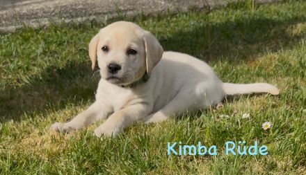 Labrador Retriever Welpen 2 schwarze + 3 gelbe Rüden & 1 schwarze + 2 gelbe Hündinnen