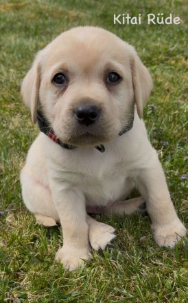 Labrador Retriever Welpen 2 schwarze + 3 gelbe Rüden & 1 schwarze + 2 gelbe Hündinnen