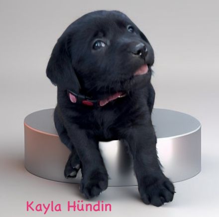 Labrador Retriever Welpen 2 schwarze + 3 gelbe Rüden & 1 schwarze + 2 gelbe Hündinnen