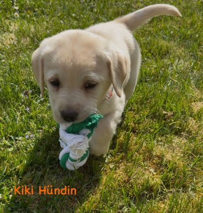 Labrador Retriever Welpen 2 schwarze + 3 gelbe Rüden & 1 schwarze + 2 gelbe Hündinnen