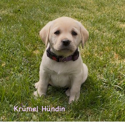 Labrador Retriever Welpen 2 schwarze + 3 gelbe Rüden & 1 schwarze + 2 gelbe Hündinnen