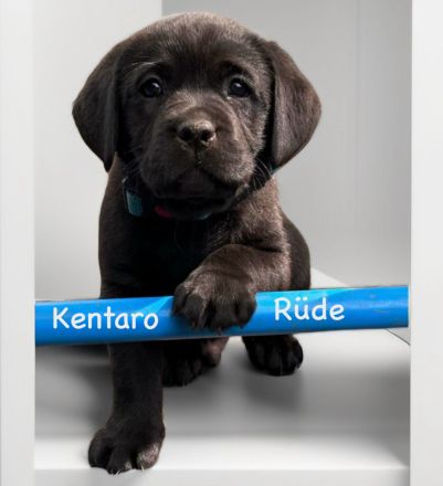 Labrador Retriever Welpen 2 schwarze + 3 gelbe Rüden & 1 schwarze + 2 gelbe Hündinnen