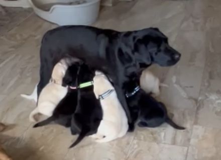 Labrador Retriever Welpen 2 schwarze + 3 gelbe Rüden & 1 schwarze + 2 gelbe Hündinnen