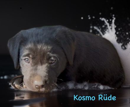 Labrador Retriever Welpen 2 schwarze + 3 gelbe Rüden & 1 schwarze + 2 gelbe Hündinnen