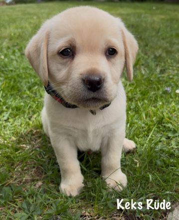 Labrador Retriever Welpen 2 schwarze + 3 gelbe Rüden & 1 schwarze + 2 gelbe Hündinnen