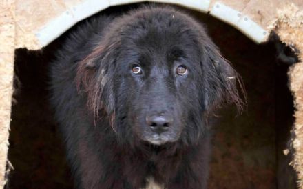 Sicheres Zuhause für ängstliche Sadie gesucht