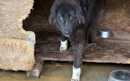 Sicheres Zuhause für ängstliche Sadie gesucht