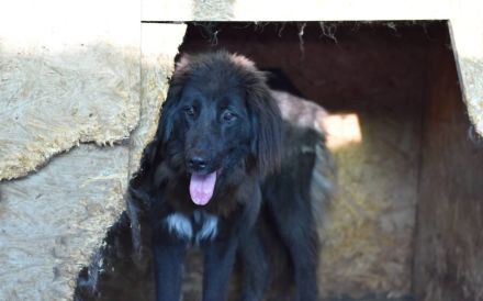 Sicheres Zuhause für ängstliche Sadie gesucht