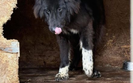 Sicheres Zuhause für ängstliche Sadie gesucht