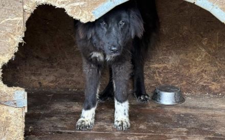 Sicheres Zuhause für ängstliche Sadie gesucht