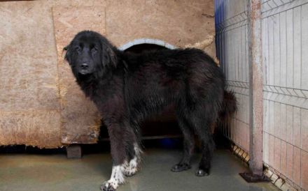 Sicheres Zuhause für ängstliche Sadie gesucht