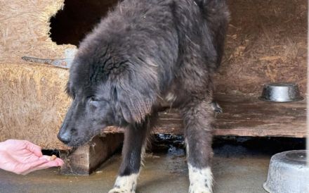 Sicheres Zuhause für ängstliche Sadie gesucht