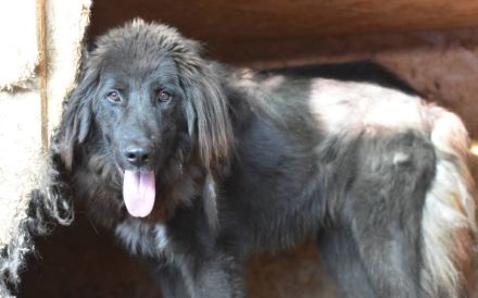 Sicheres Zuhause für ängstliche Sadie gesucht