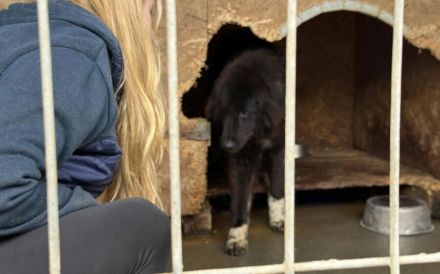 Sicheres Zuhause für ängstliche Sadie gesucht