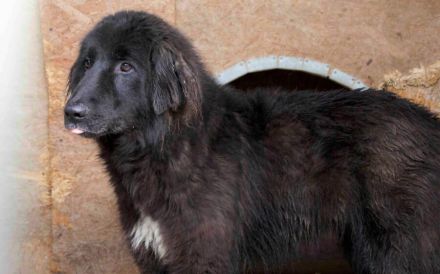 Sicheres Zuhause für ängstliche Sadie gesucht