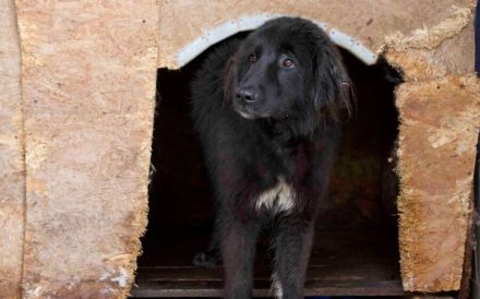 Sicheres Zuhause für ängstliche Sadie gesucht