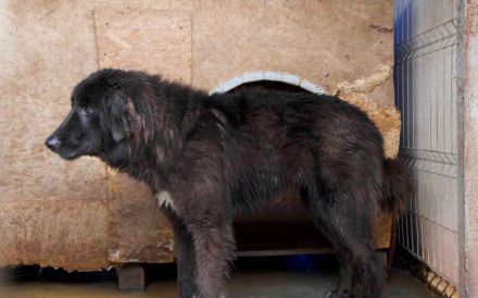 Sicheres Zuhause für ängstliche Sadie gesucht